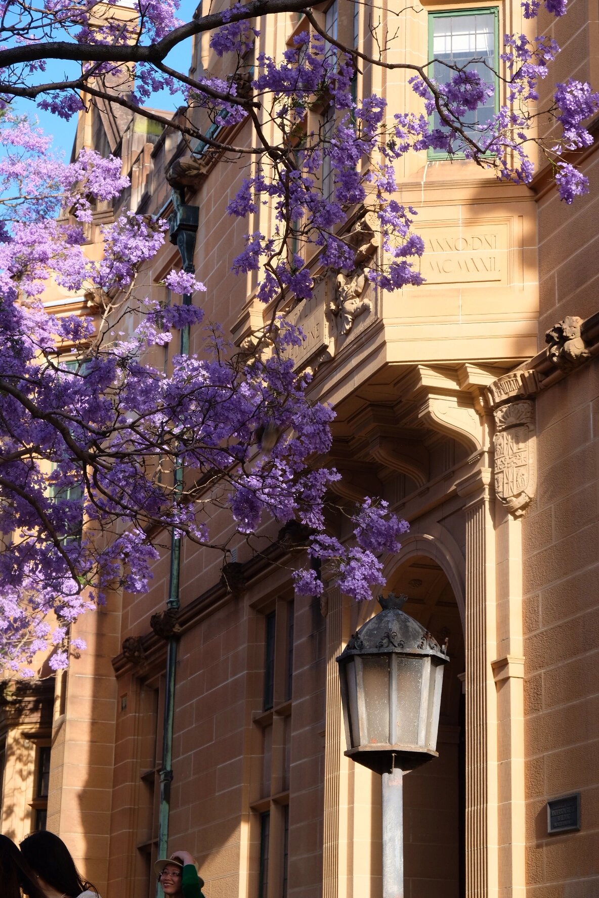 南半球的春天之蓝花楹 909090 悉尼大学的蓝花楹真的好美呀!