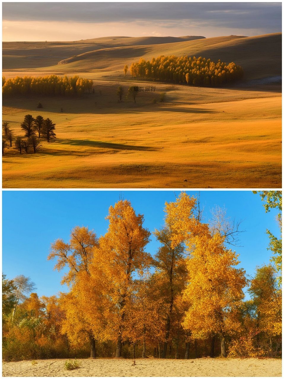 坝上草原的秋色美句图片