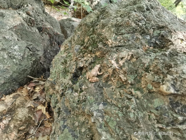 朝阳槐树洞,充满神秘的自然景观