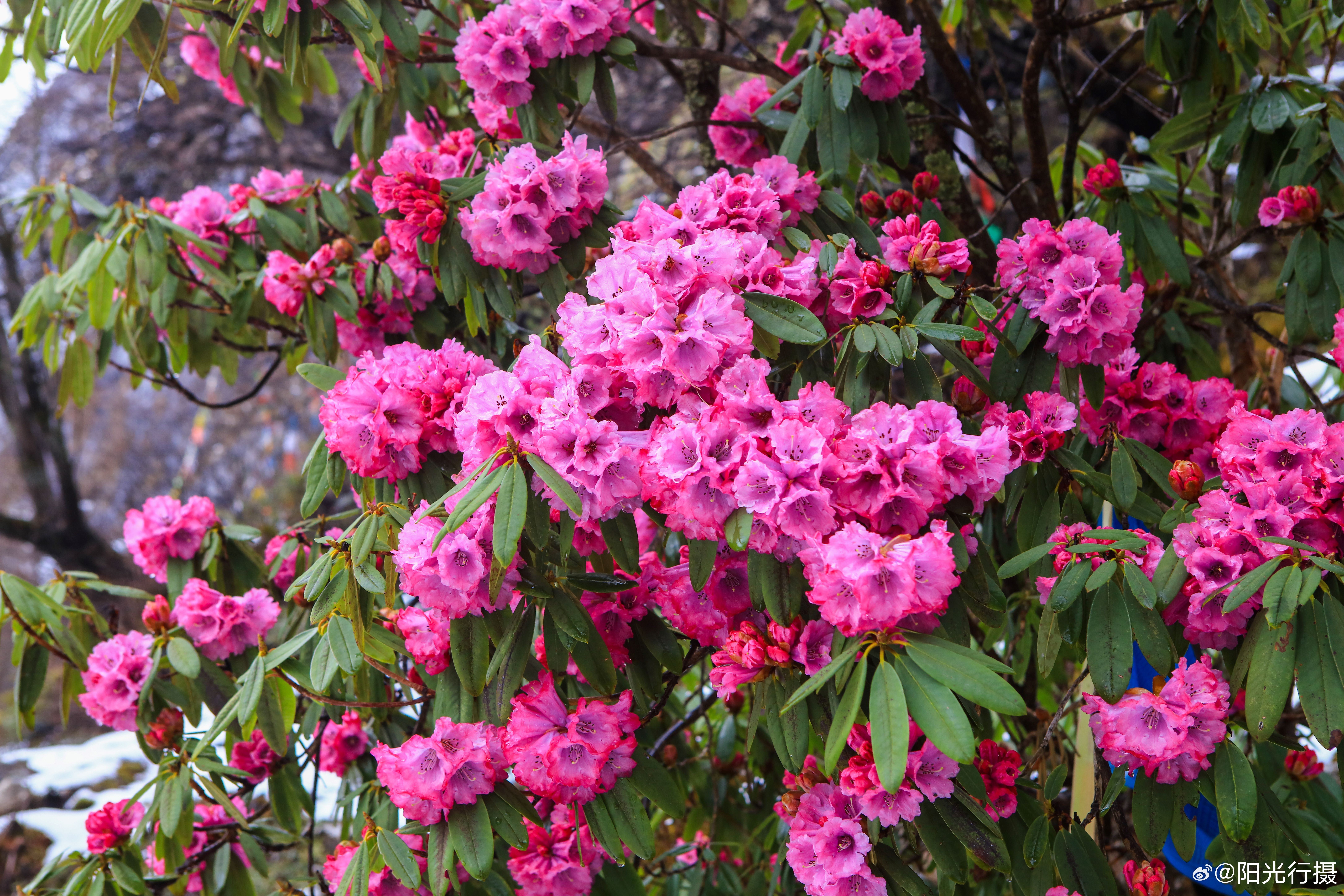 毛柱马缨杜鹃花:色艳形美,是云南八大名花
