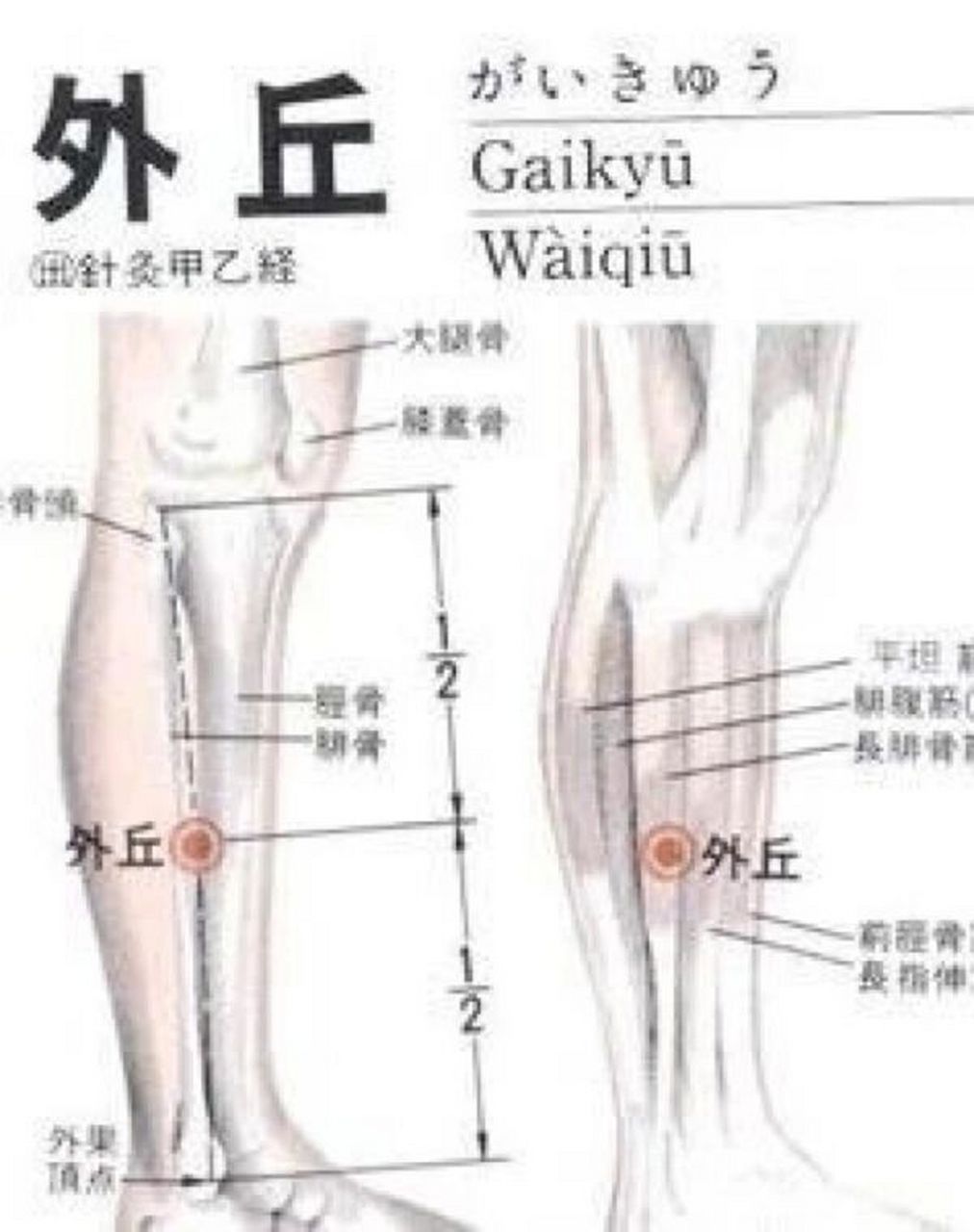 【腧穴释义】 (1)外丘.外,胆经之外也.