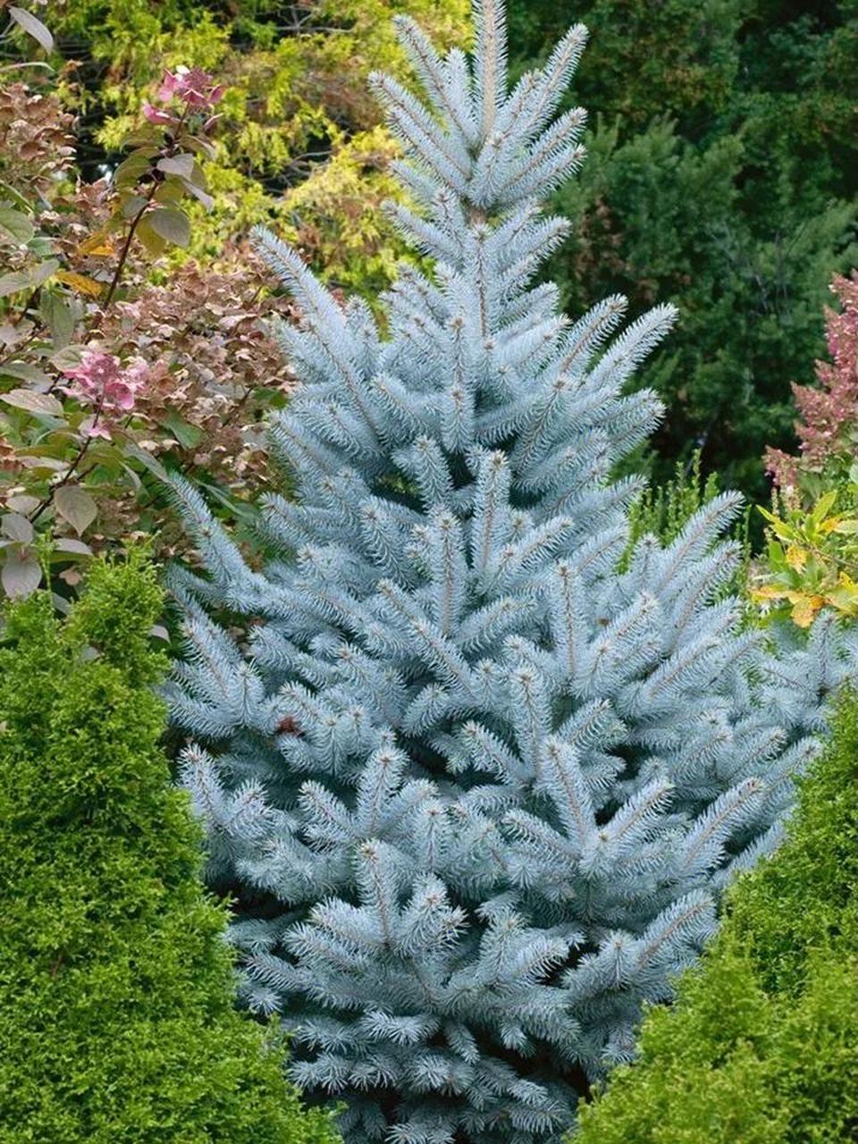 那些普通人一辈子都没有见过的高山植物!