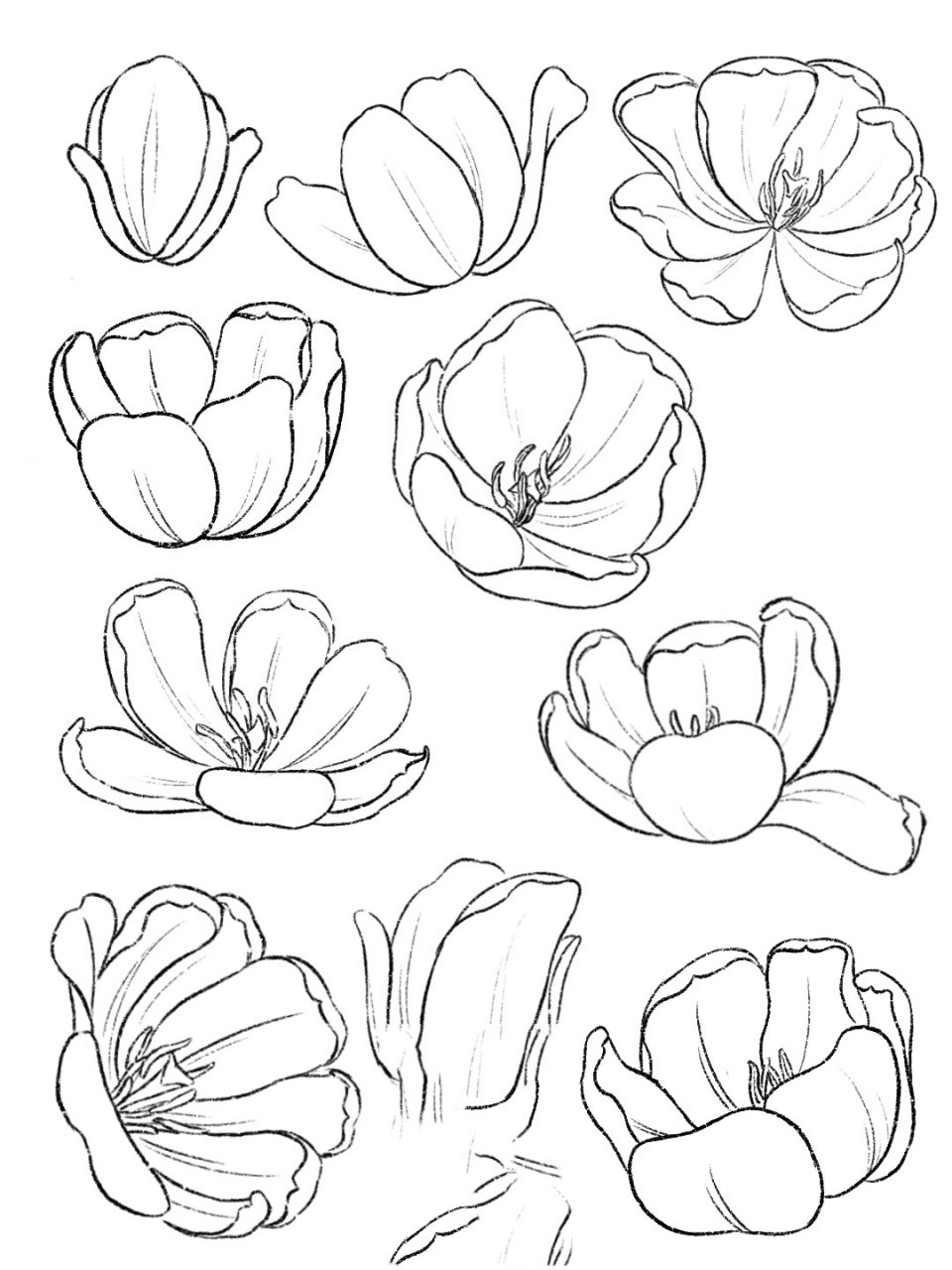 速写|花卉1 今年准备联系一下速写,打卡第一天啦,希望可以坚持下来