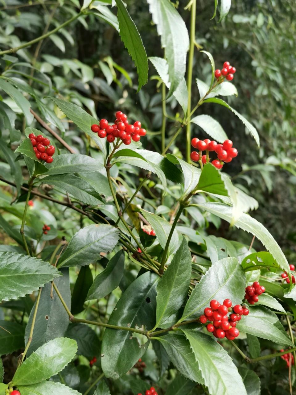 珊瑚绿植特性图片