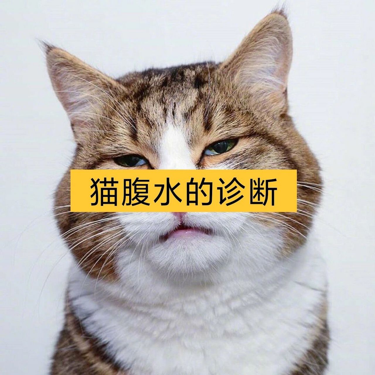 猫猫腹积水图片