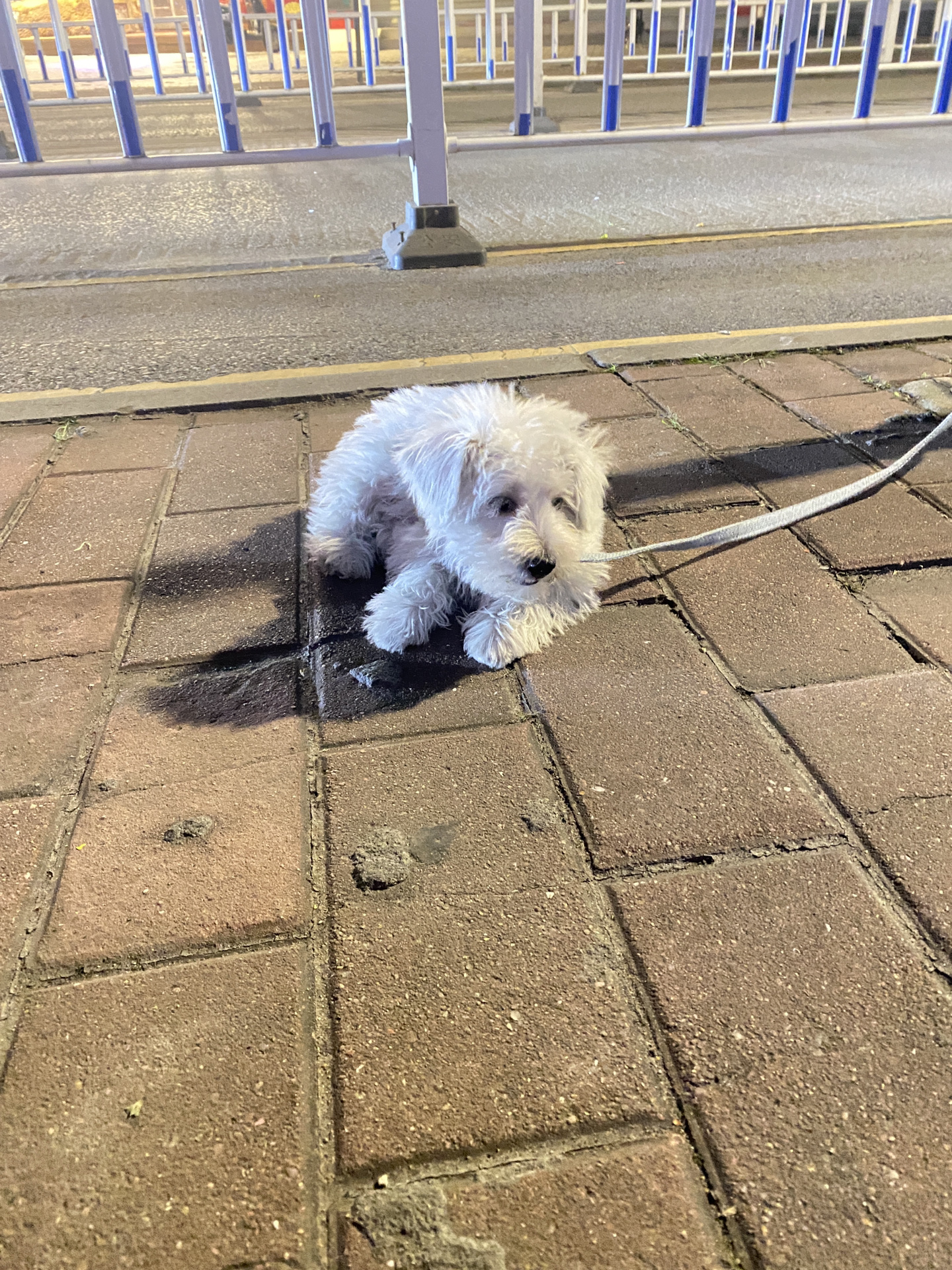 比熊雪纳瑞串串狗