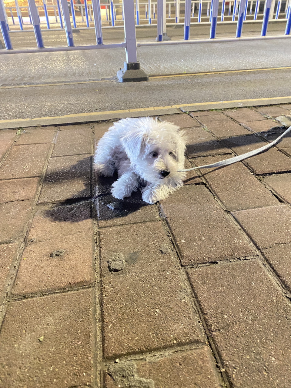 比熊雪纳瑞串串狗 究竟你像啥呢?