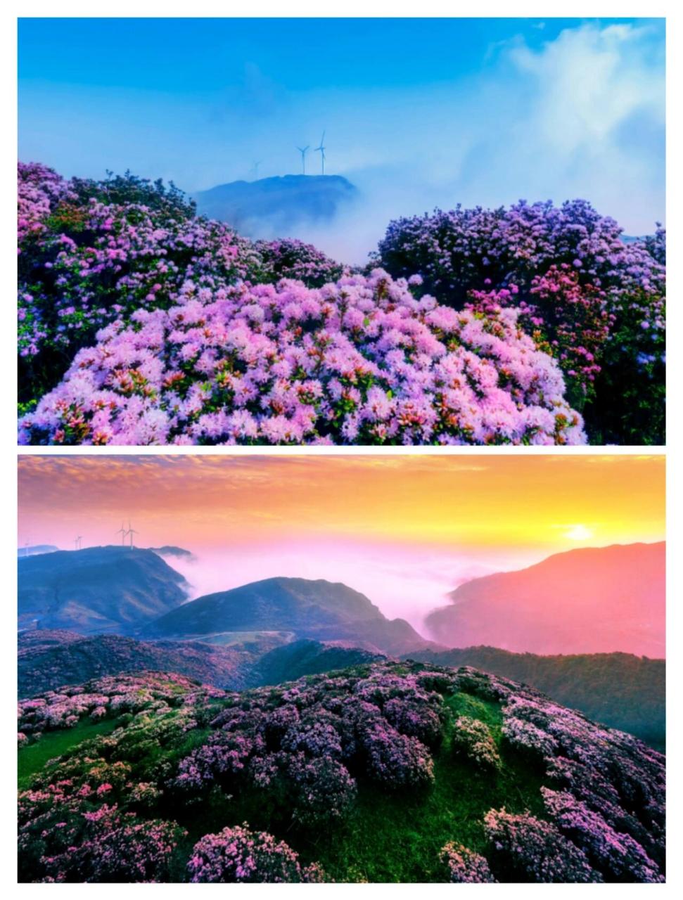 贵州乌蒙大草原高山杜鹃花!