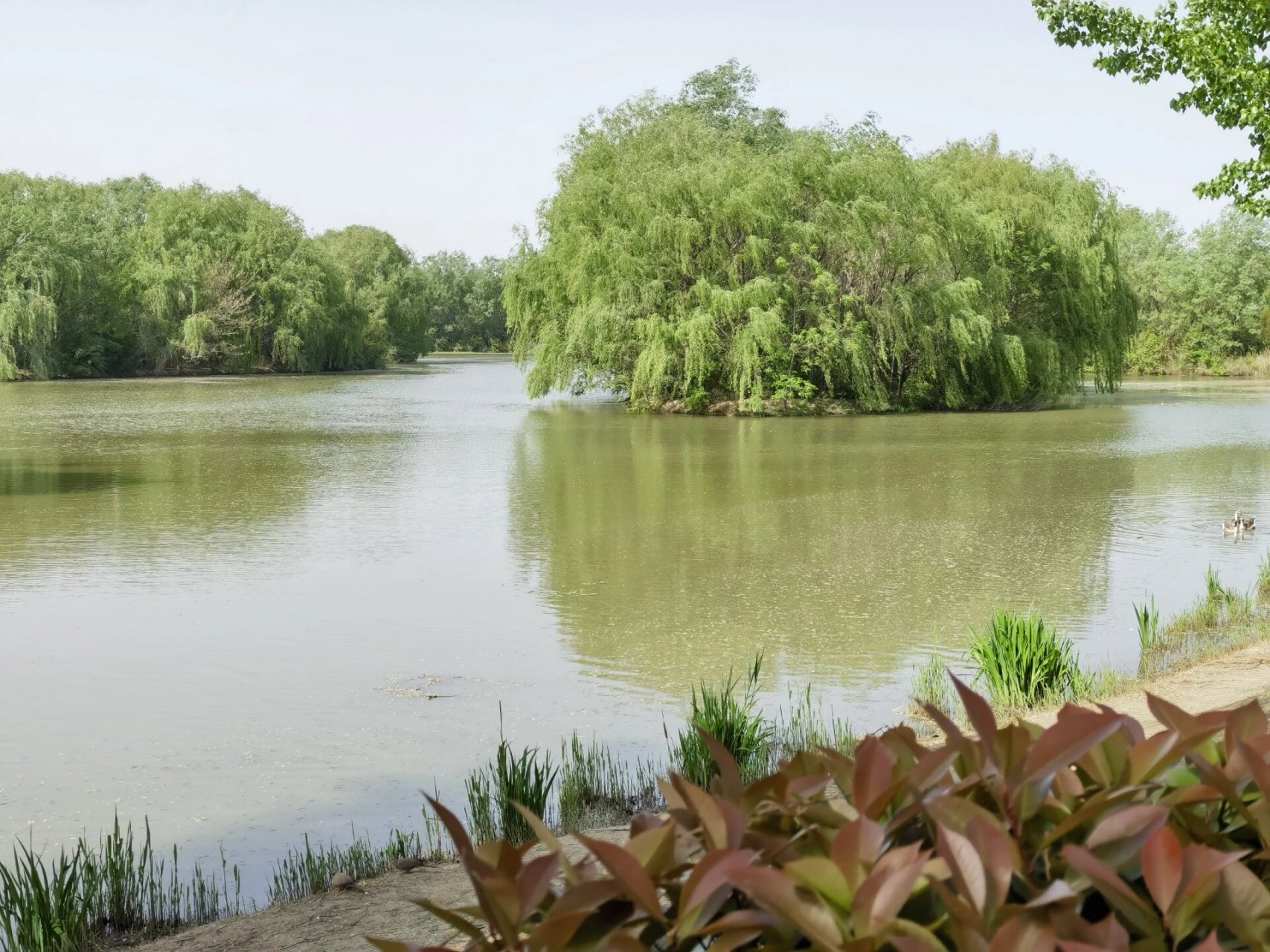 "西安北郊"周末踏青 游玩 遛娃好去处93 75浐灞国家湿地公园aaaa