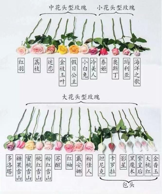 紫美人玫瑰花语图片