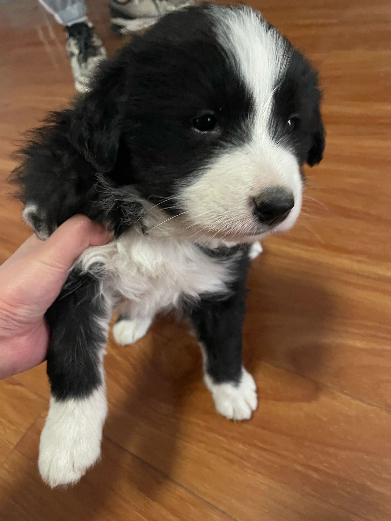 中华田园犬和边牧串串小奶狗无偿领养!