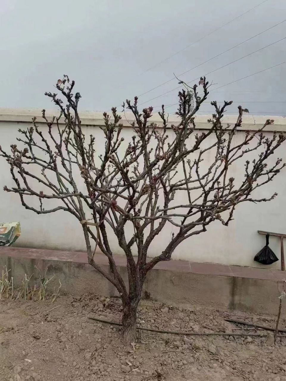 甘肃百年紫斑牡丹   12公分的精品独杆牡丹,喜欢的研究研究.