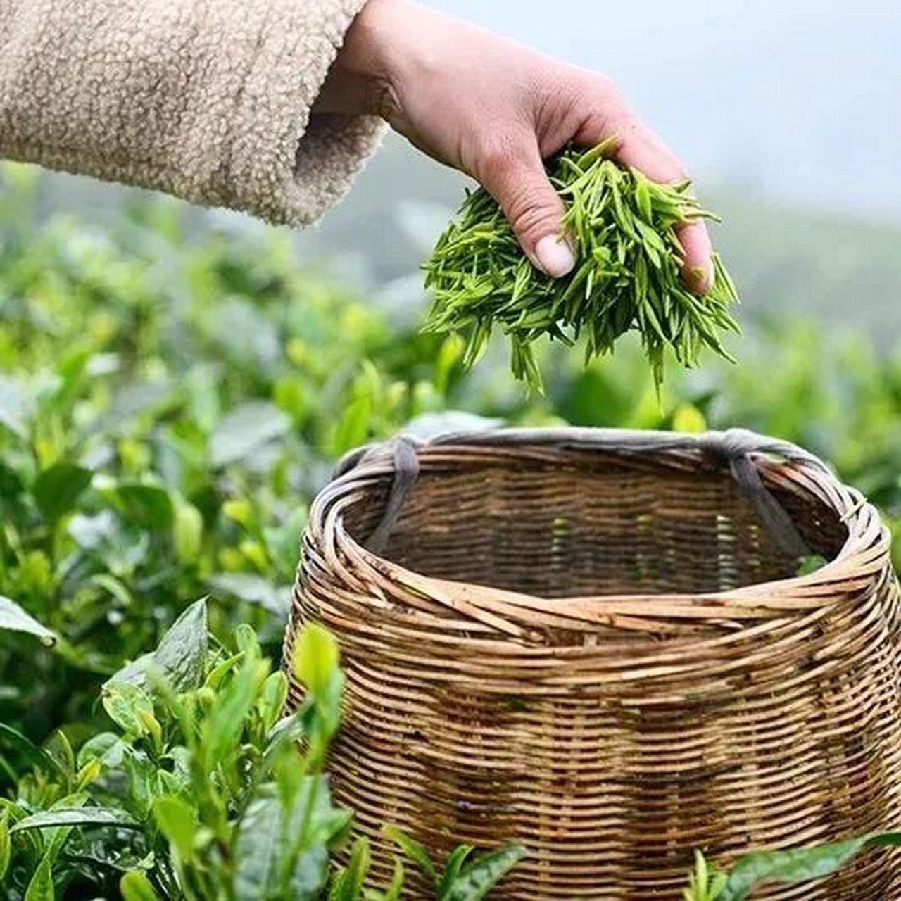 汉中仙毫 | 陕西绿茶 汉中,位于陕西省西南部,北面依靠秦岭,南屏巴山