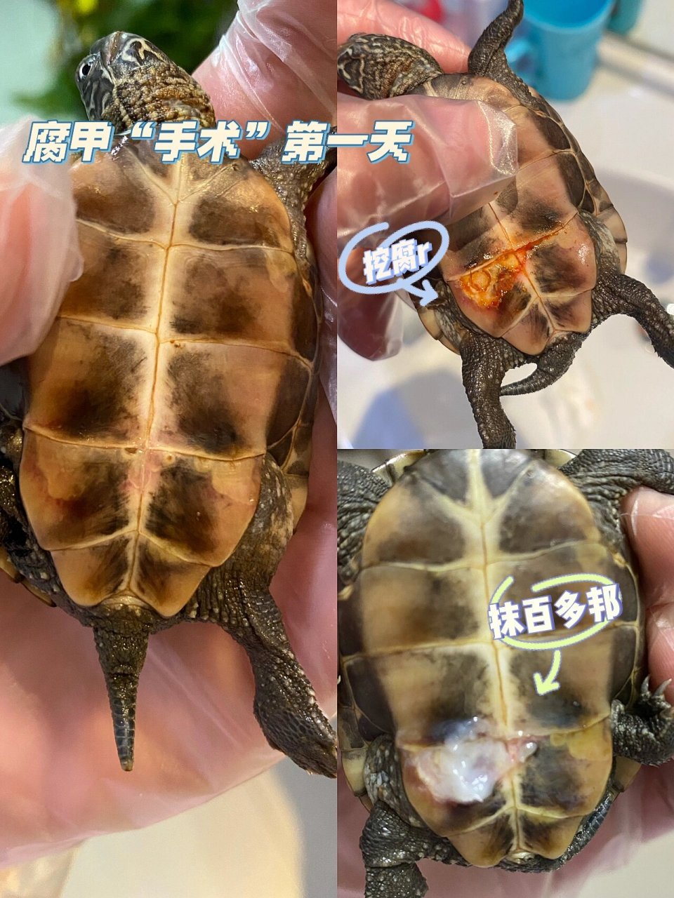 草龟腐皮 草龟腐皮怎么办?
