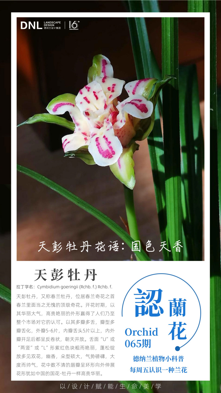 每周五认识一种兰花,本次分享为春兰奇花之首的天彭牡丹,它集集色,香