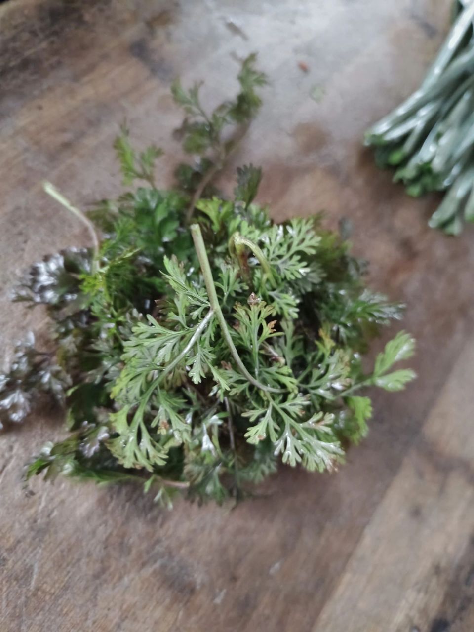 我之前一直以为盐须就是香菜,这次回老家才发现和香菜不一样.