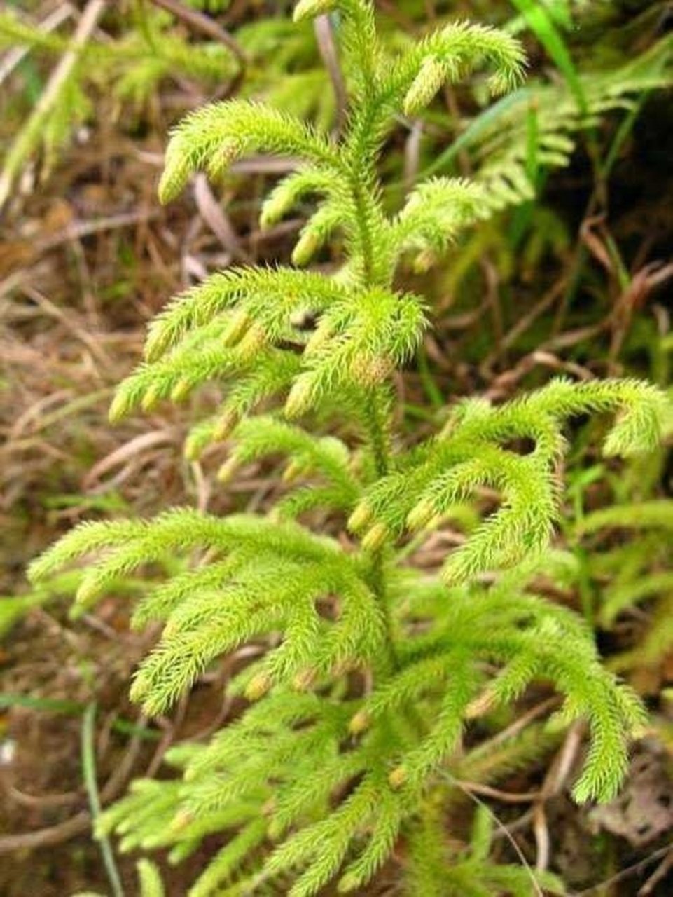 外敷治风湿的草药图片图片