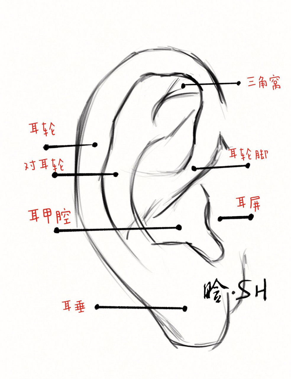 尖耳朵怎么画图片