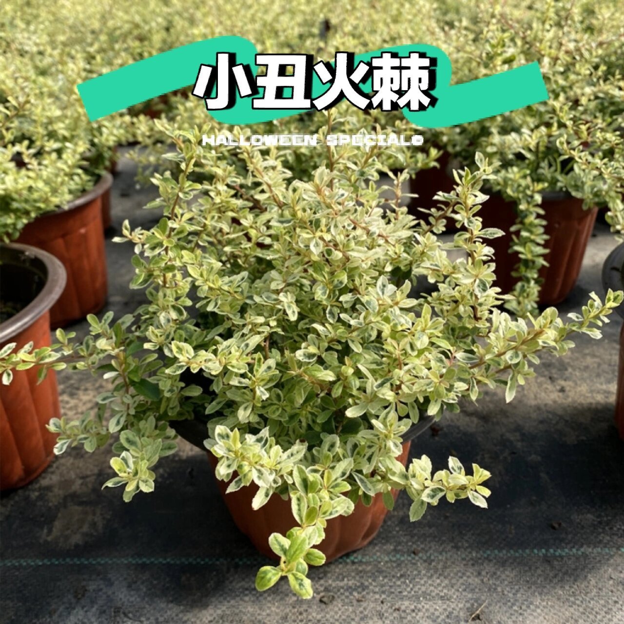 花境植物第182弹——小丑火棘 小丑火棘是蔷薇科,火棘属植物.