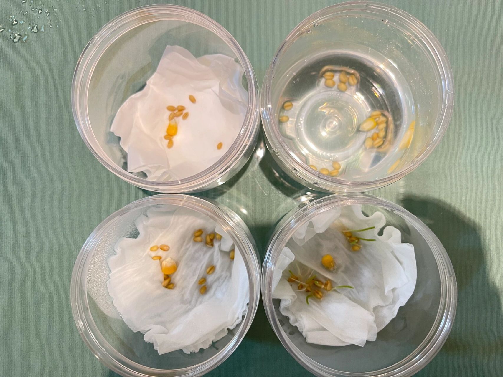 种子的萌发条件小实验 准备10粒小麦 ,玉米种子(避免偶然性),4个能够