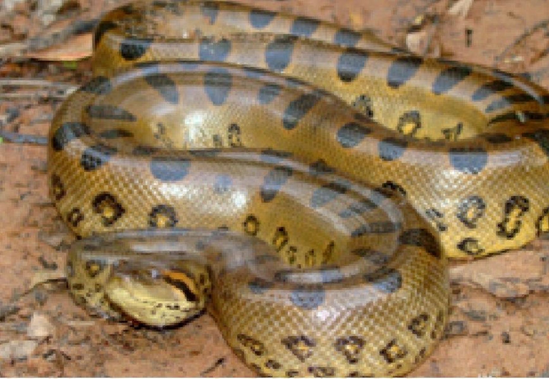 蓝色星球#深入亚马逊 恐怖生物day3 绿森蚺 基本信息 绿森蚺别名森蚺