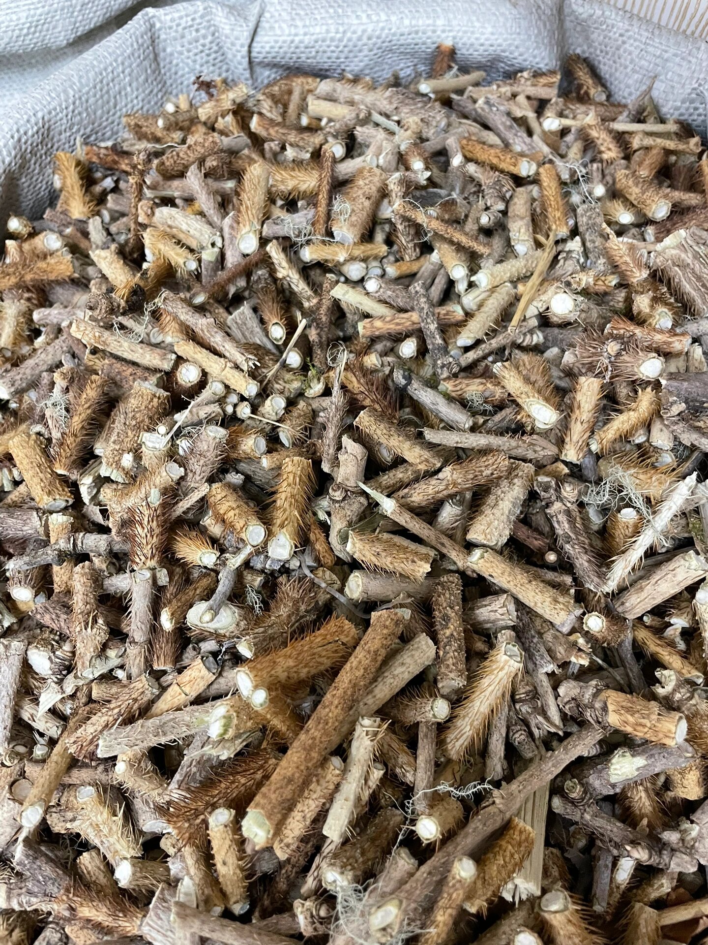 中药 红毛刺五加 红毛五加皮可以祛风除湿,强健我们的筋骨,还可以活血