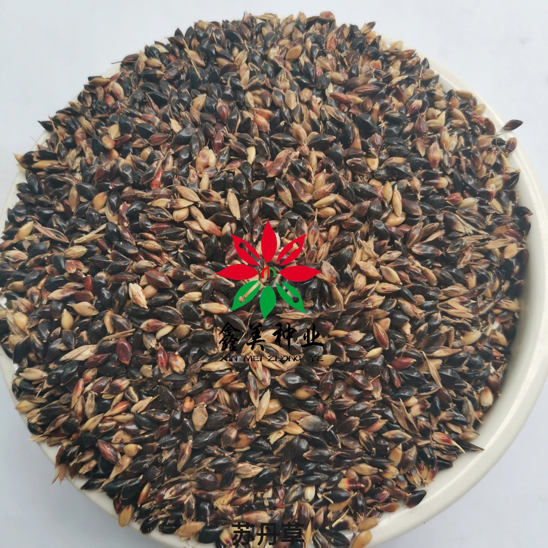 苏丹草种子 牧草种子    苏丹草,一年生牧草,株高1-2.