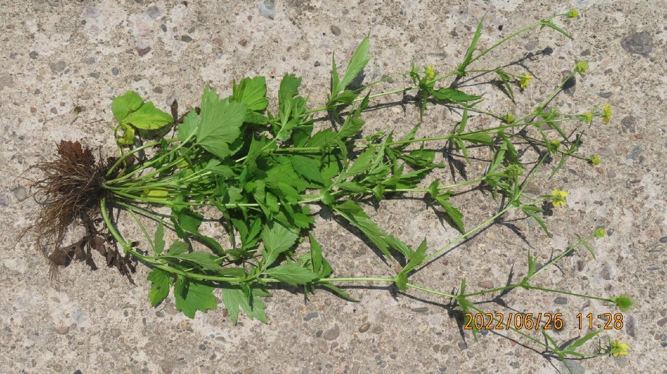 路边青植物图片图片