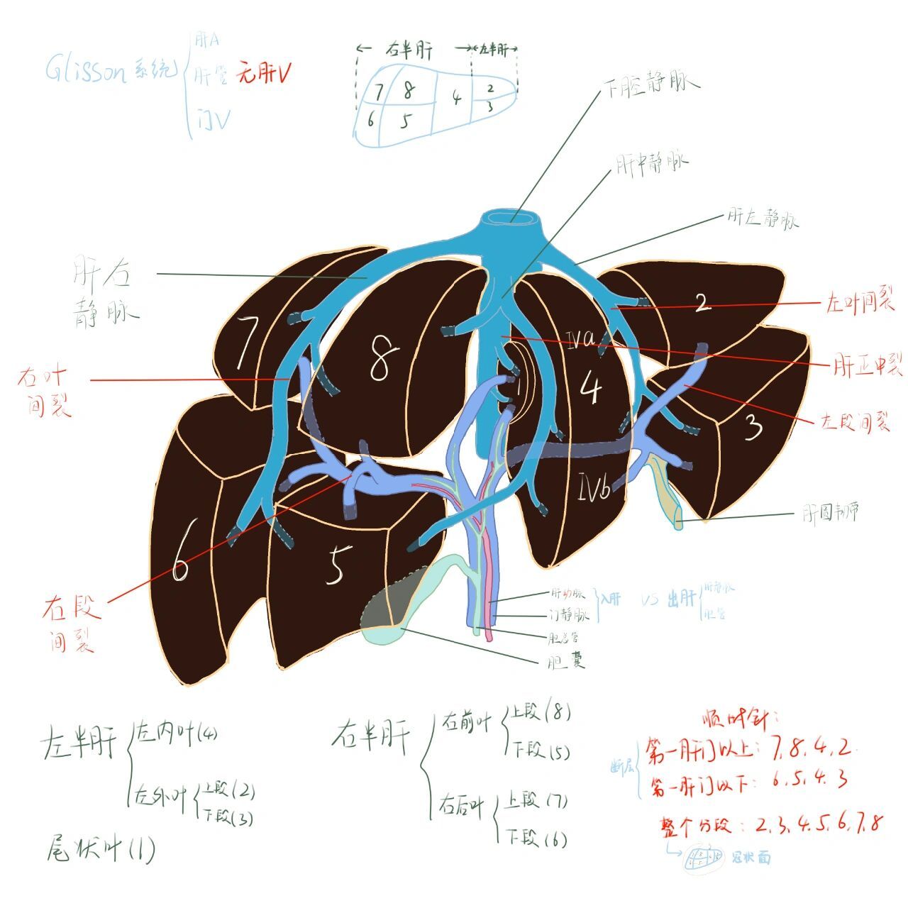 肝脏分段解剖图及要点