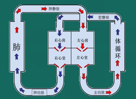 小蟹整理的示意图给出循环方向