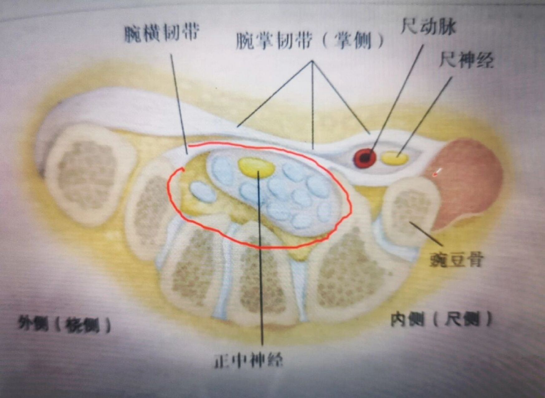 尺神经走行示意图图片