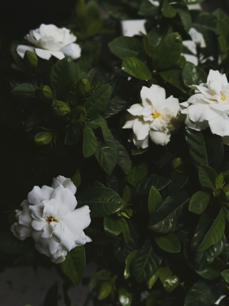 夏日栀子|5月的栀子花终于开啦 "你白色的花瓣 会装点我夜晚的梦境 你