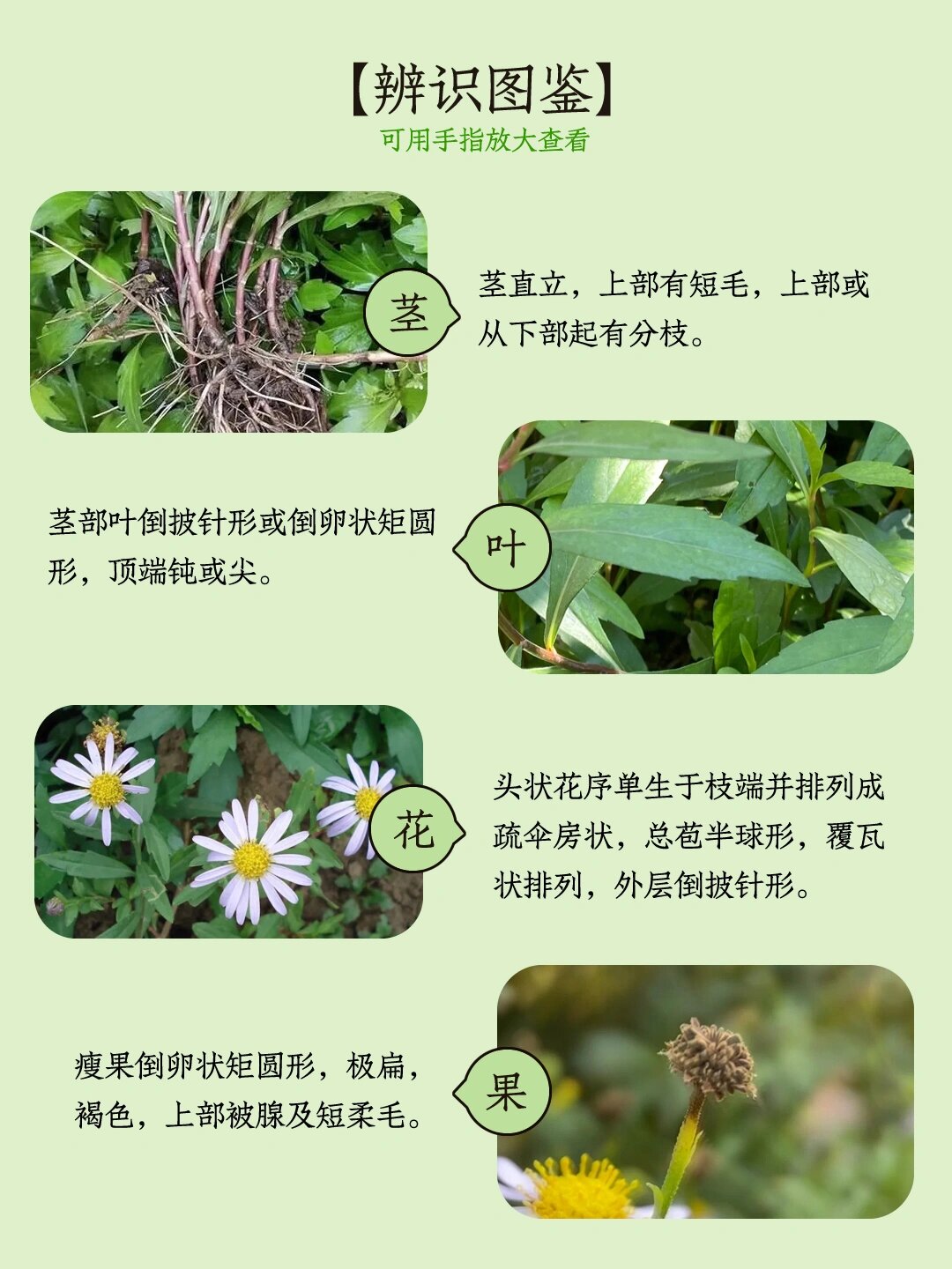 007|马兰头春天里的野菜之王,营养超过菠菜