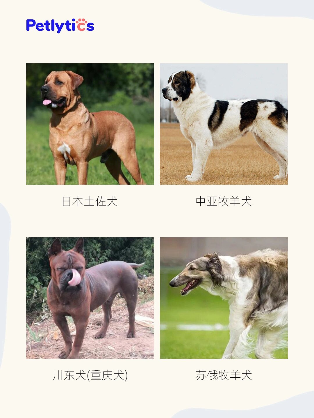 短毛烈性犬有哪些图片