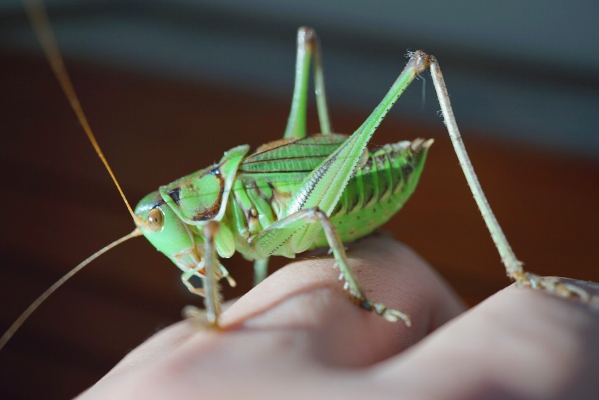 翠蝈蝈 绿蝈蝈多生在平原,农田,花生地,豆地,玉米地,菜地等农作物区.