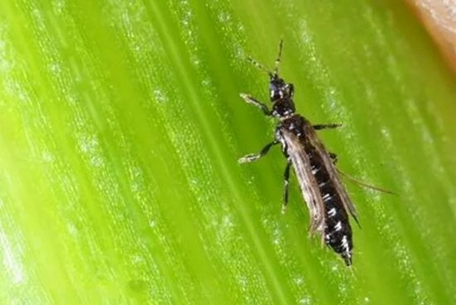 月季蓟马的防治 月季蓟马的防治 一:蓟马到底是什么?