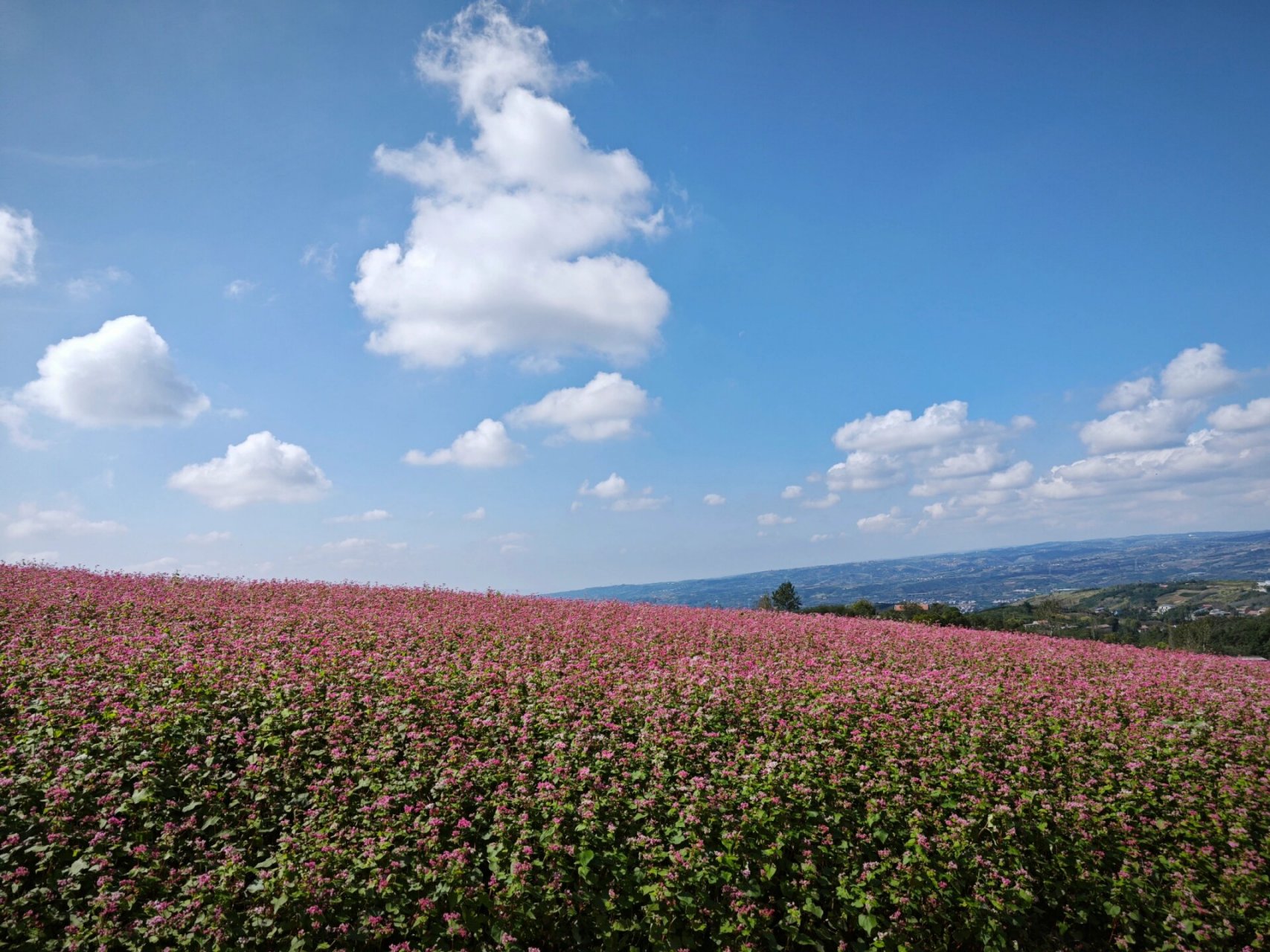 蓝田玉山荞麦花海图片