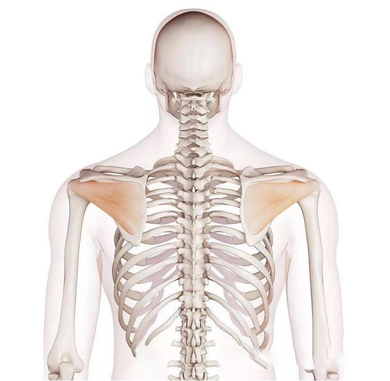 939969♀15人体正常情况下,肩胛骨是服帖的附着在肋骨上的