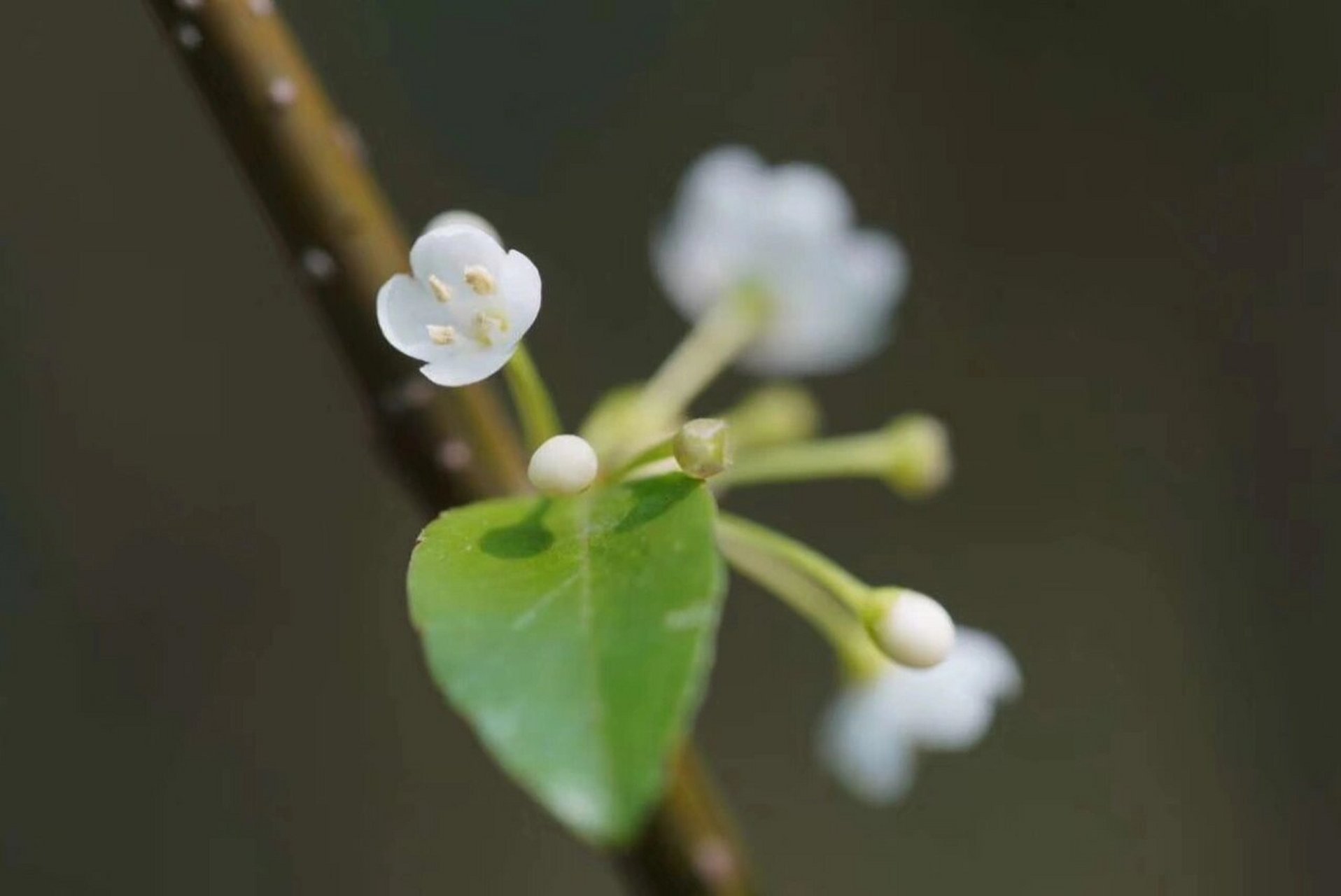 梅叶冬青|落叶只剩枝,覆得皑皑雪 梅叶冬青又称「岗梅」「秤星树」