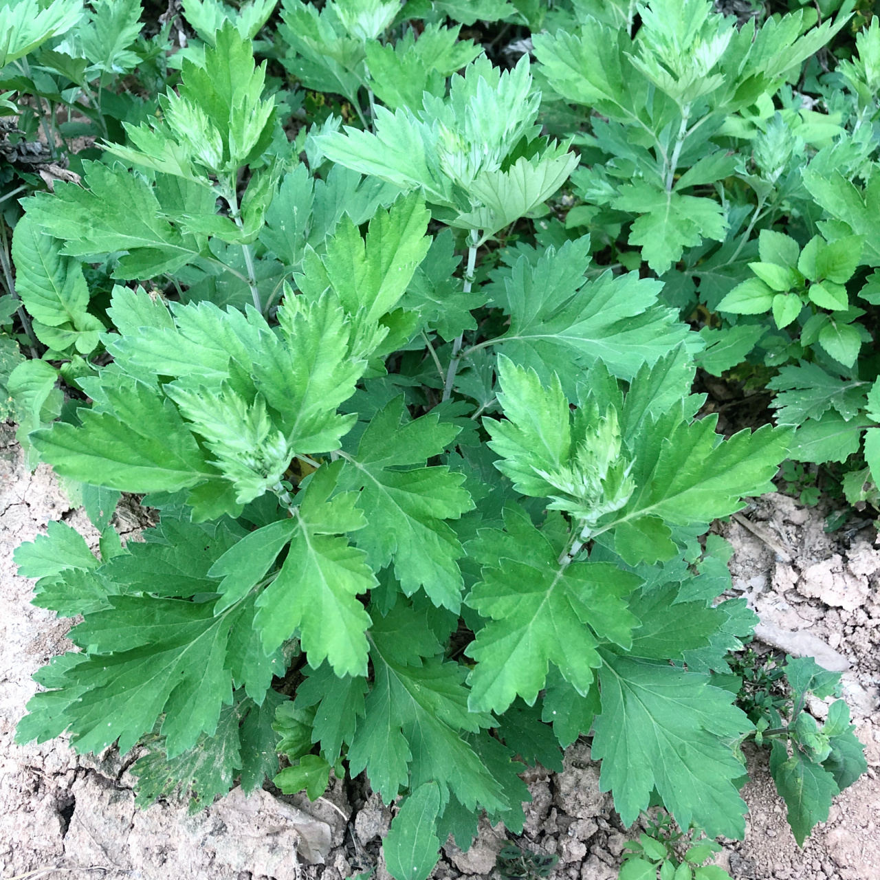 图三图四:艾叶.就是普通的艾. 余:广东人客家话读田艾里.