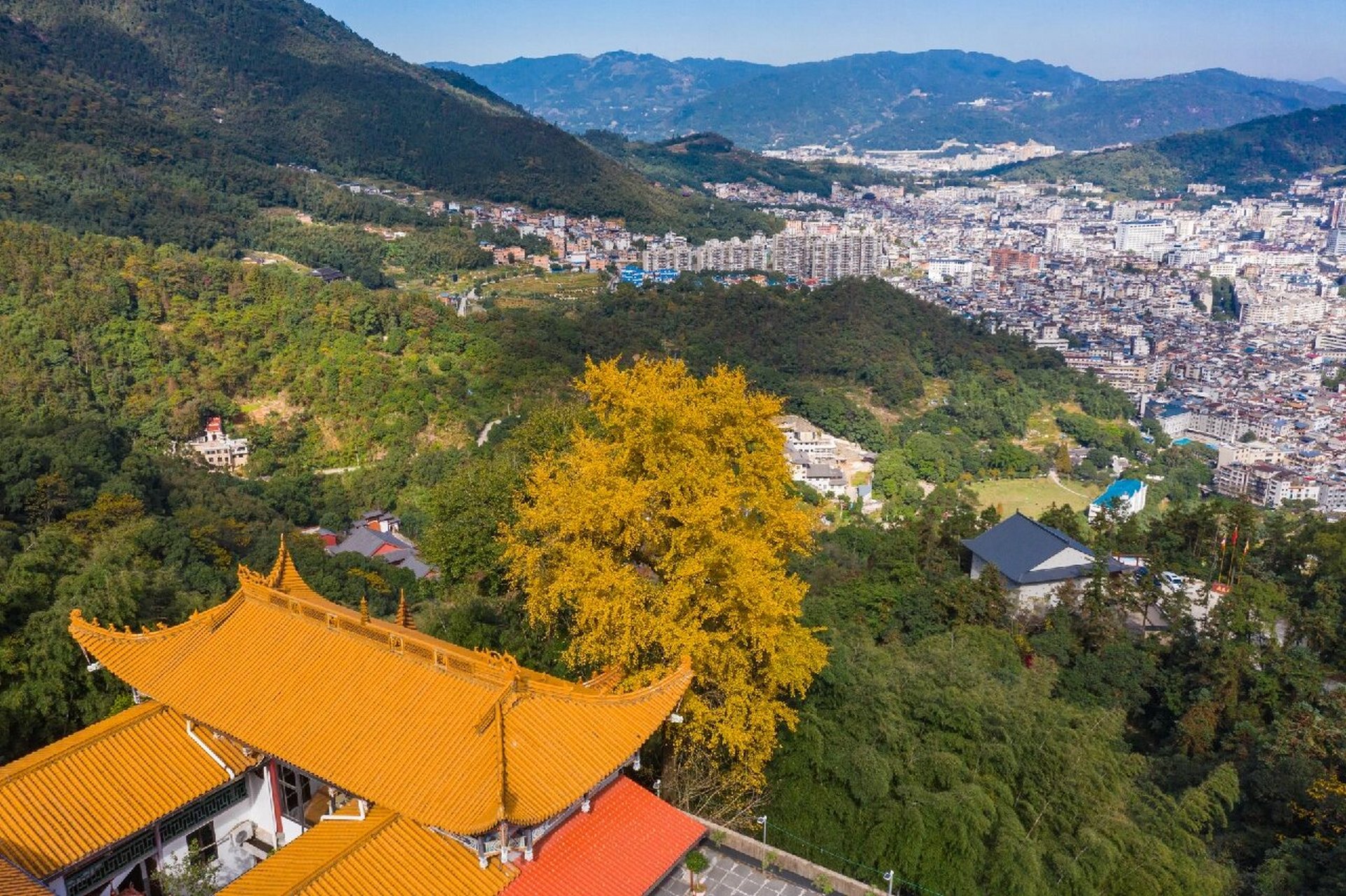 宁德南漈山·龙楸寺 金黄的银杏叶,泛着深秋的味道
