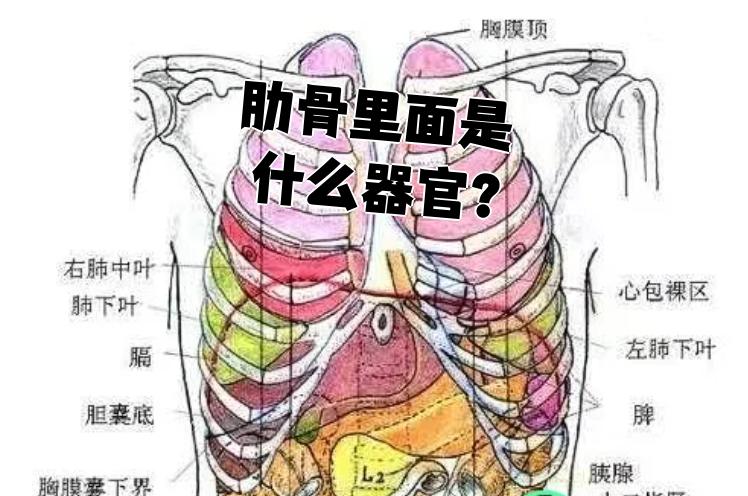 肋骨里面保护着人体多个重要器官