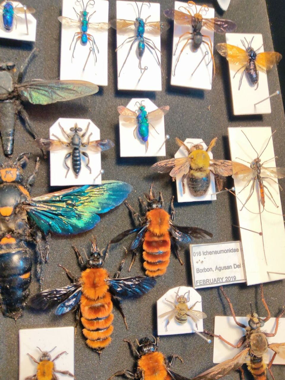 一盒蜂蜂标本 七拼八凑的一盒子蜂,蜂真的好多,还有好多没有做,迷你蜂