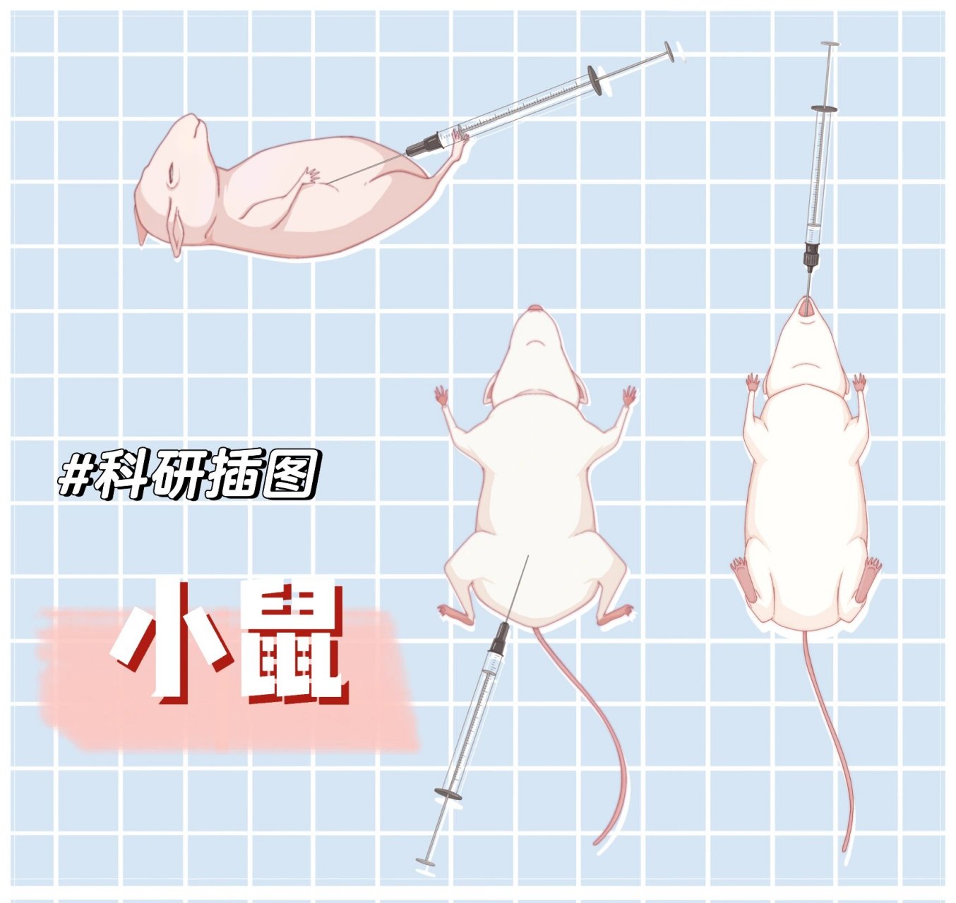 【科研插图】三只小白鼠 给师姐画的三只小白鼠: 皮下注射 腹腔注射