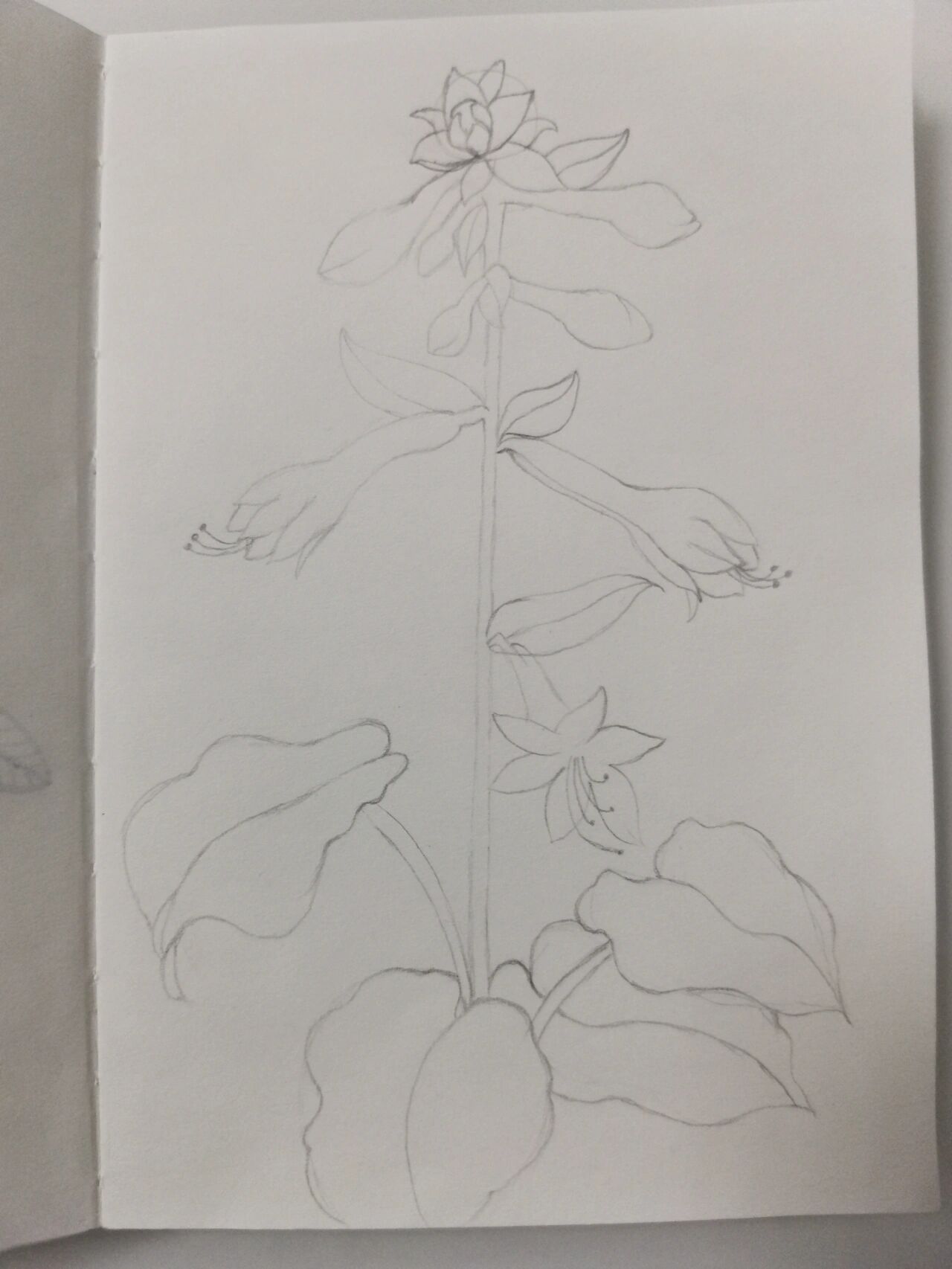 零基础学画画67～玉簪花(附步骤) 临摹《一笔一世界》 玉簪花又叫