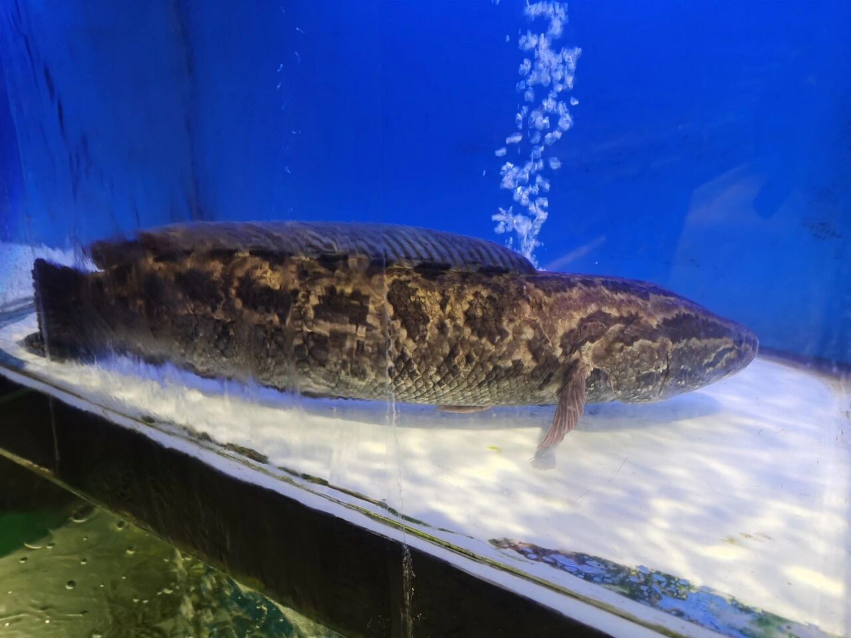 跟蛇皮似的,而且眼睛长在鼻子的尖尖上