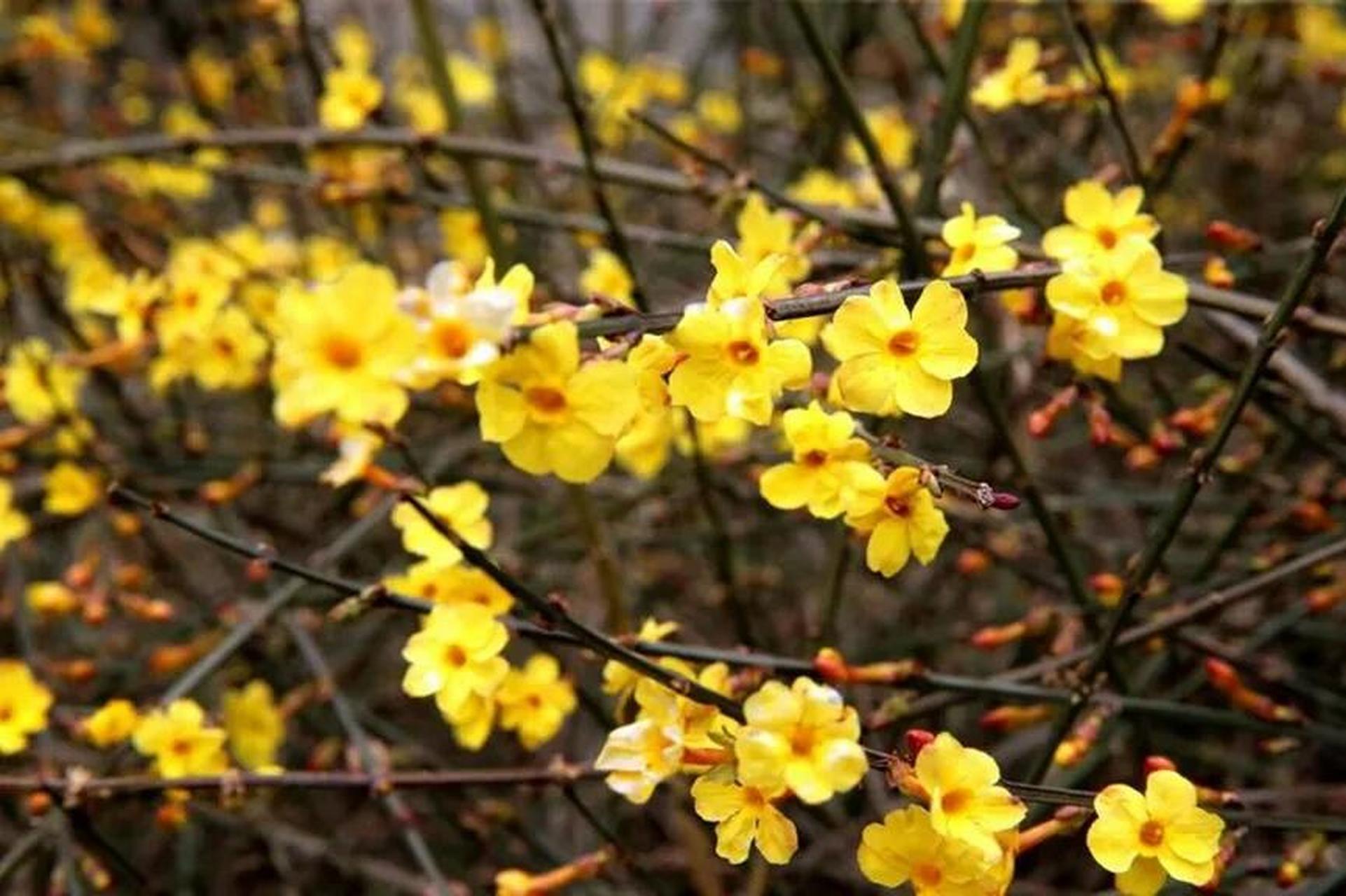 昨天在兴庆宫公园看到了小黄花的身影,小黄花就是迎春花.