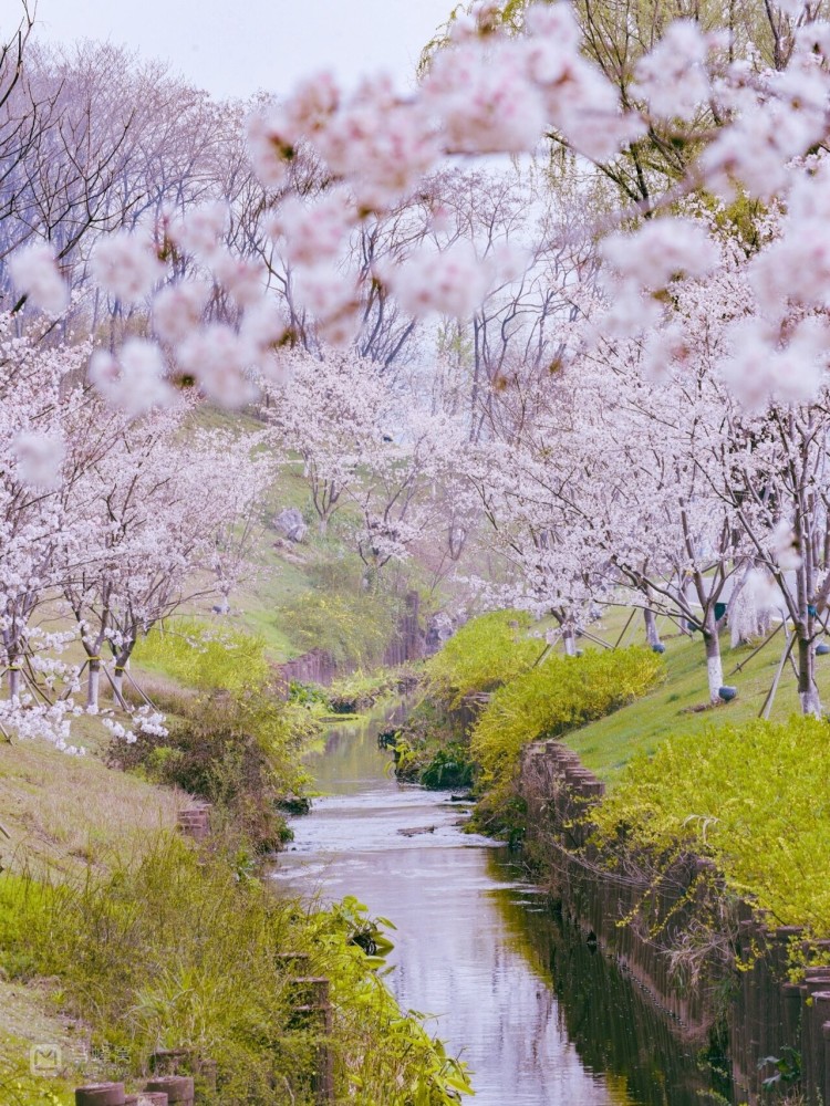 羊山公园樱花图片