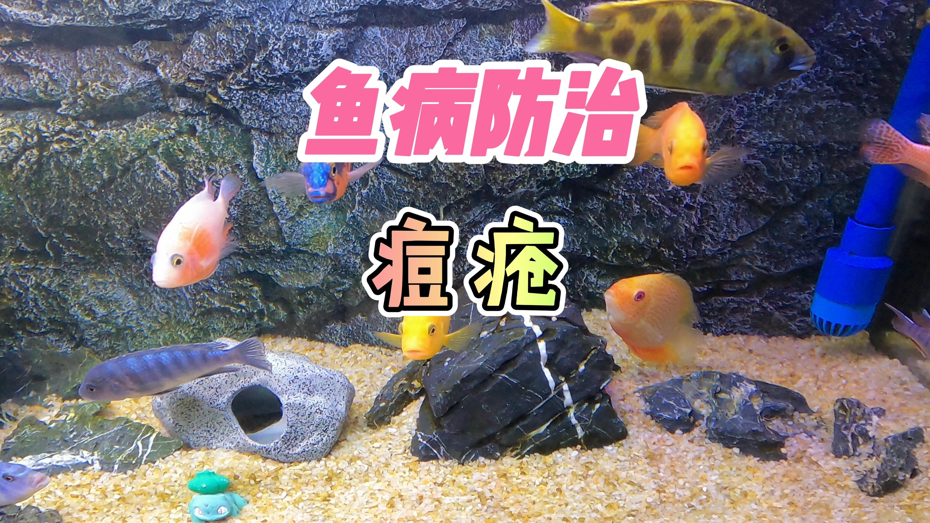 养鱼笔记第2季85集观赏鱼的痘疮白疙瘩新手也可以轻松解决