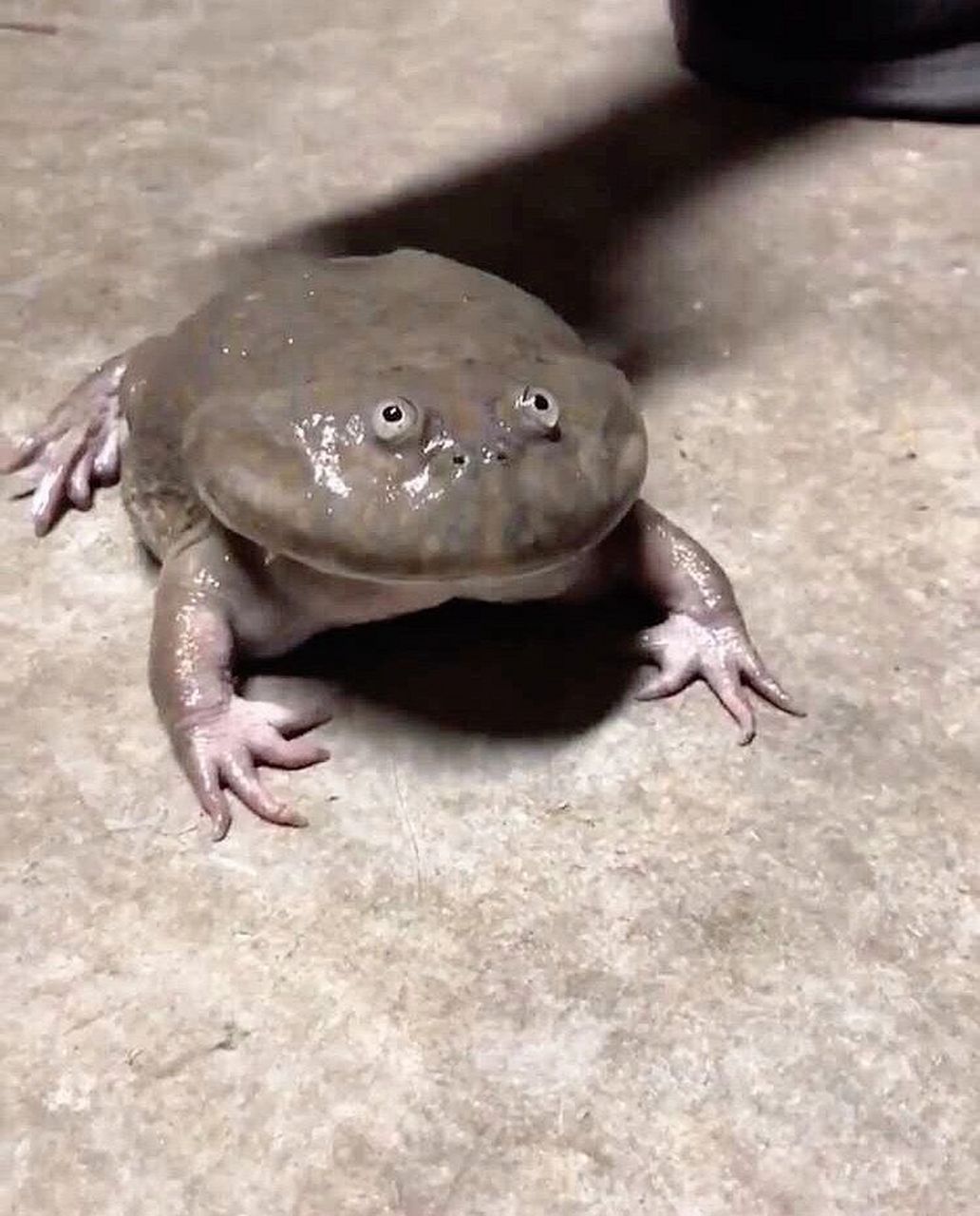 娃很喜欢 孩子在我手机的instagram 上看到了这只青蛙,大爱!